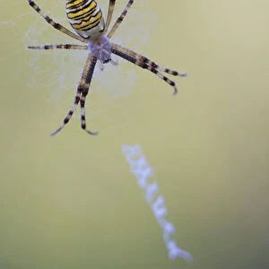 Wasp Spider -Argiope bruennichi-, female sitting on its web, Germany