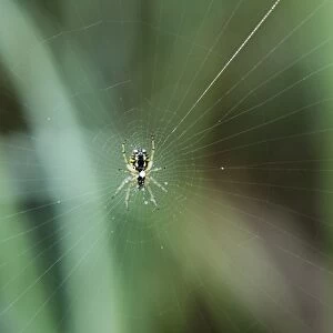 Wasp Spider (Argiope bruennichi) on web, Upper Bavaria, Bavaria, Germany, Europe