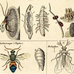 Wasps and flies, 19 century science illustration Wasps and flies, 19 century science illustration