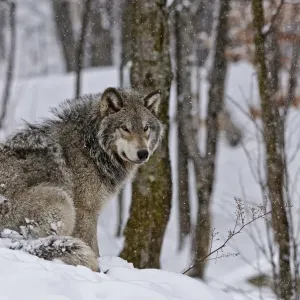 The Watcher