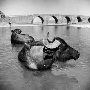 Water-Buffalo Water-Buffalo