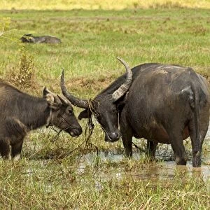 Water buffalo cow -Bubalus arnee- with calf on a pasture, Cambodia, Southeast Asia