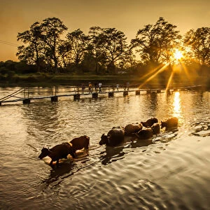 Water Buffalo cross the River