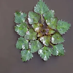 Water Chestnut Print, Hortobagy Ponds, Hungary