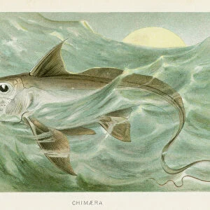 Water chimera chromolithograph 1896