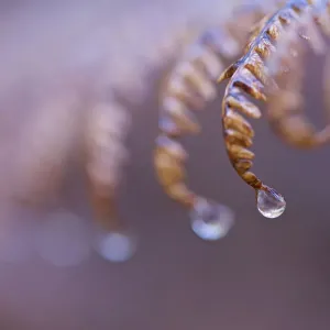 Water Drops on Fern Water Drops on Fern