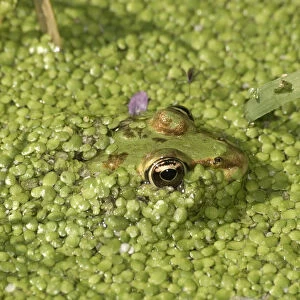 Water Frog -Rana sp. - in water covered with duckweed, Leptokaria, Greece, Europe
