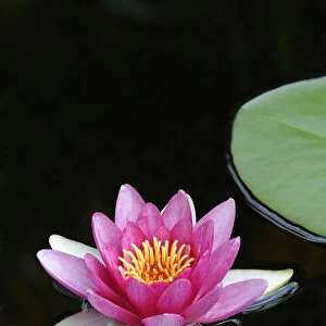 Water Lily (Nymphaea)