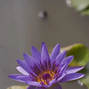 Water lily -Nymphaea colorata-, violet, purple