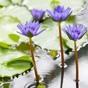 Water lily -Nymphaea-, hybrid George T. Moore, flowering, Thuringia, Germany