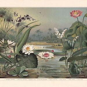 Water plants, chromolithograph, published in 1897