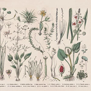 Water plants, hand-colored wood engraving, published in 1887