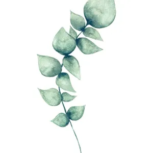 Eucalyptus Leaf Watercolor Print on White Background Eucalyptus Leaf Watercolor Print on White Background