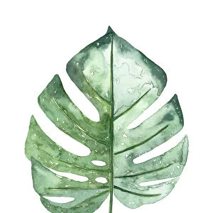 Watercolour tropical Leaf