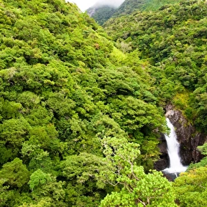 Waterfall in the lush rainforest of Japan