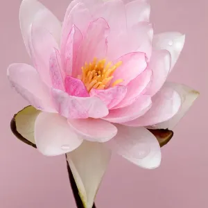 Waterlily Waterlily