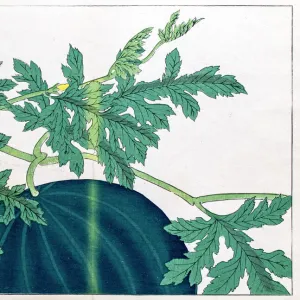 Watermelon japanese woodblock print