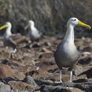 Waved Albatross or Galapagos Albatross -Phoebastria irrorata-, Isla Espanola, Galapagos Islands