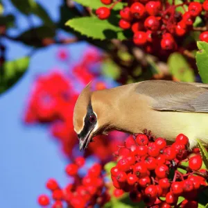 Waxwing bird