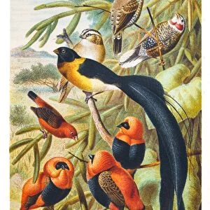 Weaver birds illustration 1882