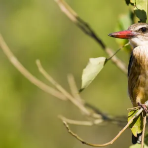 Weaver -Ploceidae-, Mapungubwe National Park, Limpopo, South Africa, Africa