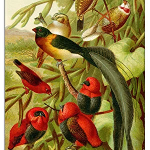 Weaverbirds