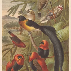 Weavers (Ploceidae), lithograph, published in 1882