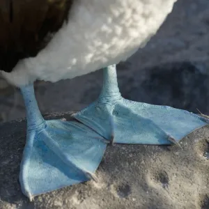 Webbed Feet Of The Blue-Footed Booby (Sula Nebouxii); Galapagos, Equador