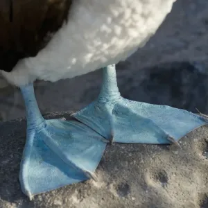 Blue-Footed Booby Print, Webbed Feet Close-Up