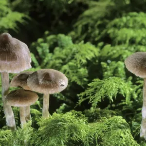 Webcap (Cortinarius sp. ) mushroom Webcap (Cortinarius sp. ) mushroom