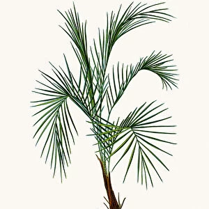 Weddells palm