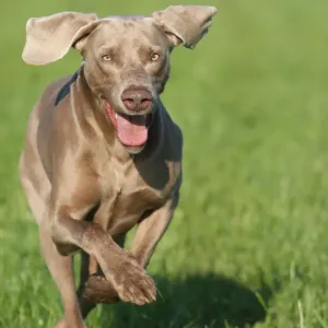 Weimaraner, short hair, hound Weimaraner, short hair, hound
