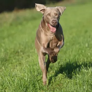 Weimaraner, short hair, hound Weimaraner, short hair, hound