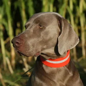 Weimaraner, short hair, hound Weimaraner, short hair, hound