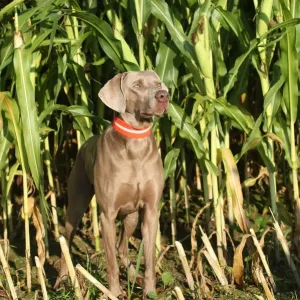 Weimaraner, short hair, hound Weimaraner, short hair, hound