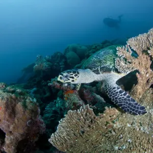 Maldives Sea Turtle at Coral Reef Print Maldives Sea Turtle at Coral Reef Print