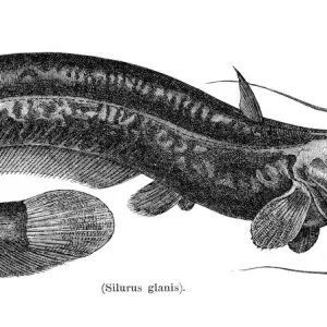 Wels catfish fish engraving 1897 Wels catfish fish engraving 1897