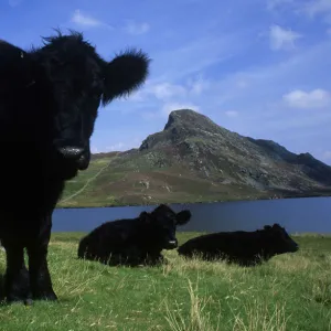 Welsh Black Cattle Above Aberdovey