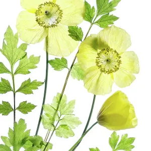 Welsh poppy Welsh poppy