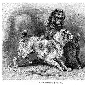Welsh terrier dog engraving 1894