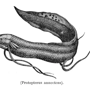 West African lungfish engraving 1897 West African lungfish engraving 1897