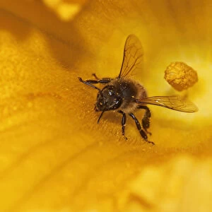 Western honey bee -Apis mellifera- on pumpkin flower, Hokkaido, Japan, Asien