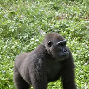 Western Lowland Gorilla -Gorilla gorilla-, Cameroon, Central Africa, Africa