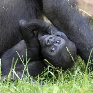 Western Lowland Gorilla -Gorilla gorilla gorilla-, infant, native to Africa, captive, Heidelberg, Baden-Wurttemberg, Germany