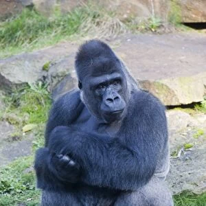 Western Lowland Gorilla (Gorilla gorilla gorilla), male adult, Apenheul Primate Park, Apeldoorn, Netherlands, Europe