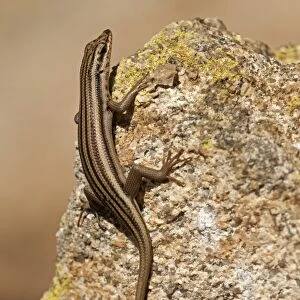 Western Rock Skink -Trachylepis sulcata-, Goegap Nature Reserve, Namaqualand, South Africa, Africa