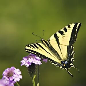 Western Tiger Swallowtail Butterfly Closeup