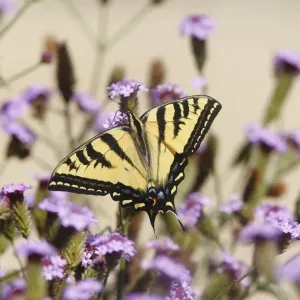 Papillon de la colombe tigrée d'ouest étend les ailes. Papillon de la colombe tigrée d'ouest étend les ailes.