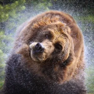 Wet Grizzly Bear Print Wet Grizzly Bear Print