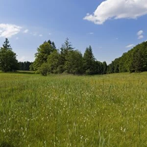 Wet meadow with Cotton Grass -Eriophorum sp. -, Naturschutzgebiet Magnetsrieder Hardt, Magnetsried, Upper Bavaria, Bavaria, Germany